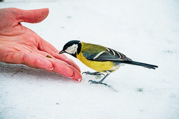 Great tit (Parus major) in the park