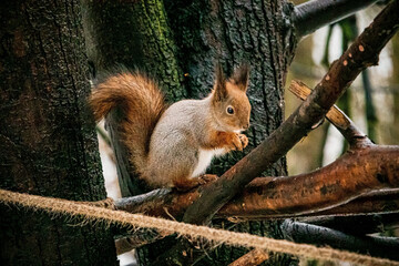 Naklejka na ściany i meble The squirrel with nut sits on the tree in the autumn or winter