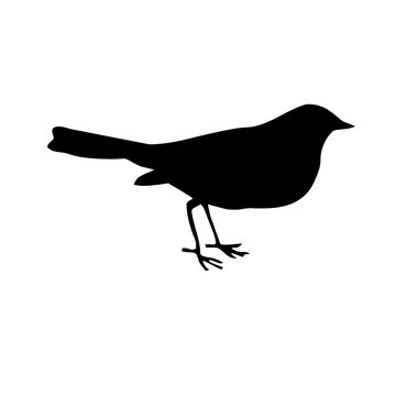 silhouette of a bird