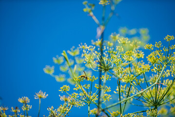 fennel flowes over blue sky