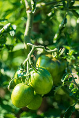 organic tomatoes in the garden