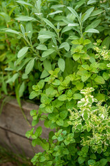 organic thyme in the garden