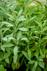 salvia in the organic garden
