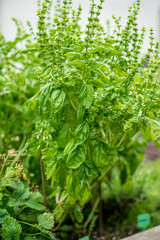 fresh basil in the garden