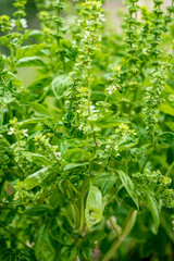 fresh basil in the garden