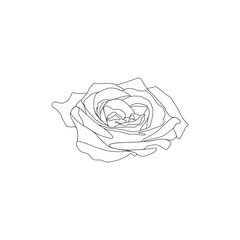 details when drawing flowers with vectors