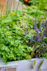 urban garden with different plants