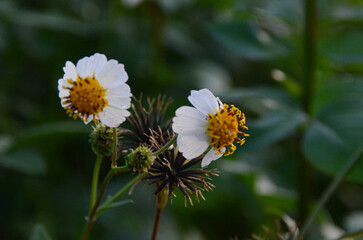 weed flowers that always bloom