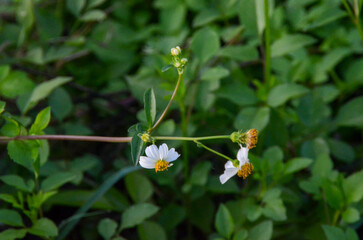 weed flowers that always bloom