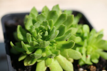 Rosularia chrysantha Rozularia złocista