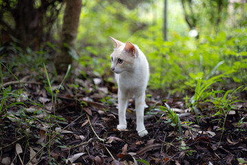 Naklejka na ściany i meble White cat in the forest. A white cat was lost in the forest.