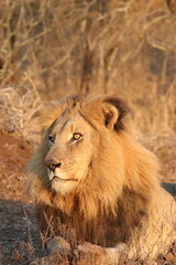 big male lion warming up in the morning sunrise