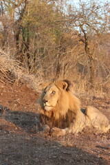 lion in the wild, warming up i the golden rays of the sun