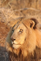 A male lion laying down in the early morning sun 