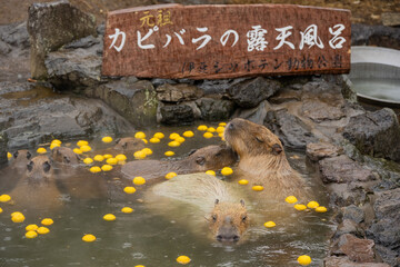 カピバラ - 入浴中