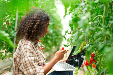 Agriculture student Learn about tomato farming