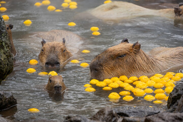 カピバラ - 入浴中