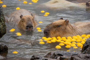 カピバラ - 入浴中