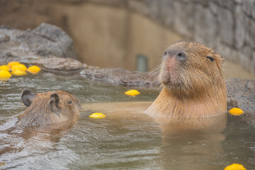 カピバラ - 入浴中