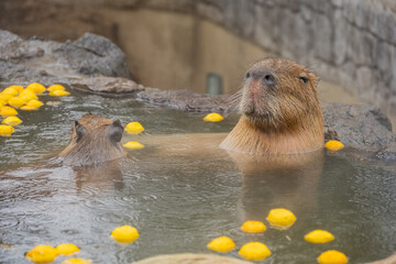 カピバラ - 入浴中