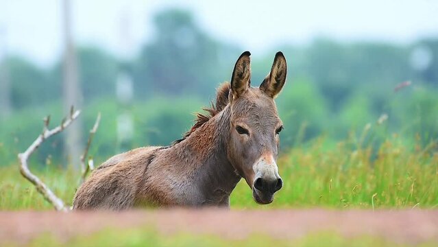 donkey in the field