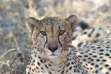 portrait of a male cheetah