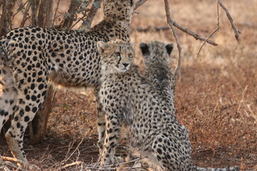 young cheetah 