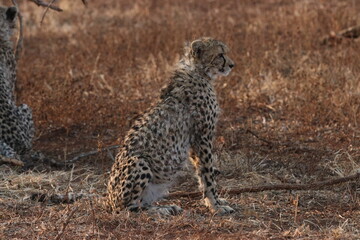 cheetah sitting on the ground