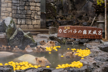 カピバラ - 入浴中