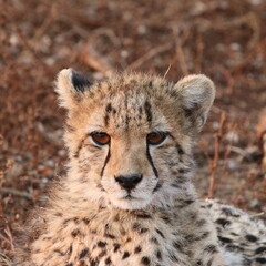 portrait of a cheetah