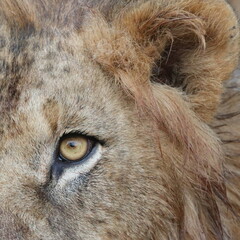 close up of a lion eye