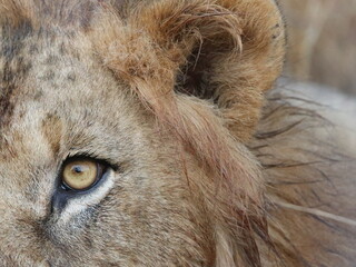 one sided portrait of a young male lion blood from a kill can be seen on the hair