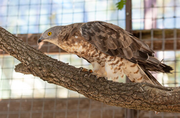 Portrait of a falcon in the zoo