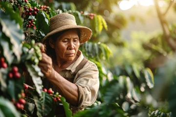 Foto op Canvas Columbia mature woman harvesting coffee bean in the coffee field © EmmaStock