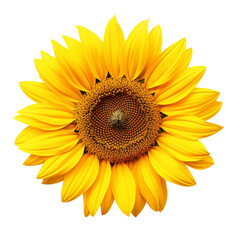 Sunflower flower isolated, ontransparent background 