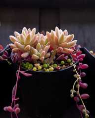 Close up of succulent one a dark background