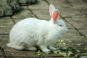 white rabbit in the garden