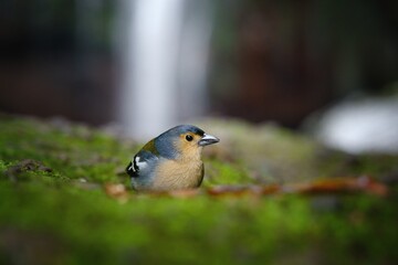 Close up photo of The Eurasian chaffinch (Fringilla coelebs). 25 Fontes, Madeira, Portugal, Europe.