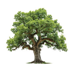 beautiful tree isolated on white