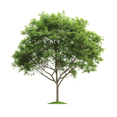 beautiful tree isolated on white