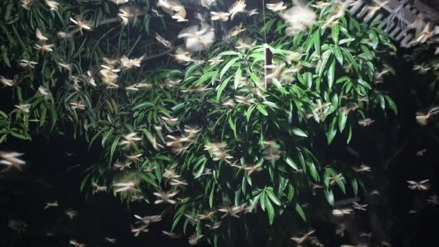 Flying termite swarmer.  Termites come out of the nest during mating season in 4K Video.