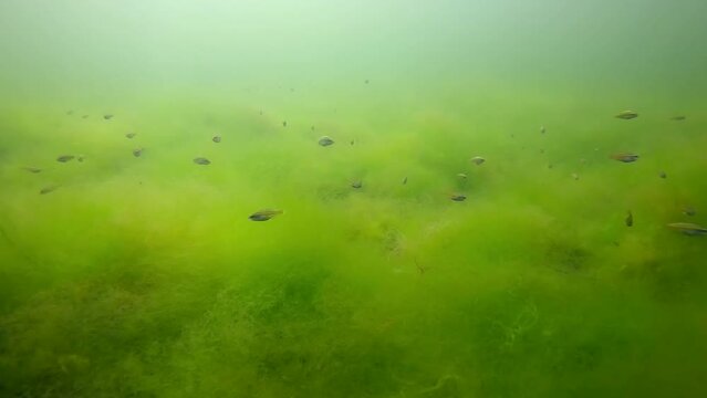 School of juvenile East Atlantic peacock wrasse (Symphodus tinca) swim over dense thickets of fluffy Green Algae (Cladophora sp.), Slow motion
