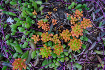 Close up of succulent one a dark background