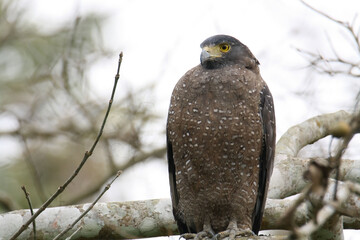 Spilornis Cheela ( crested serpent eagle)