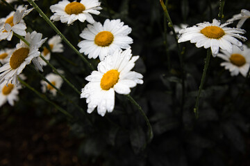 daisies in a garden