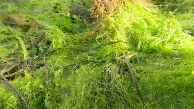 Storm-washed algae and shells on the beath, Macro shot. Green Algae, Green bait weed, Red Hornweed, Dwarf Eelgrass and Marine Mussels, Camera moving forwards over littoral zone