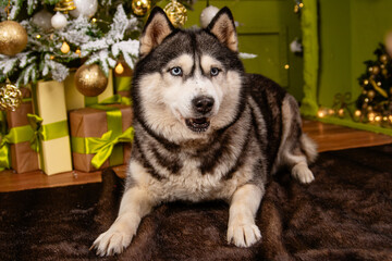 A husky dog lies on a carpet against the backdrop of a Christmas tree