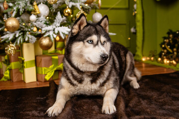 A husky dog lies on a carpet against the backdrop of a Christmas tree