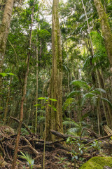 Views of the rainforest canopy along the Knoll walking track within Tamborine National Park, Queensland, Australia