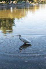 Egret catching a fish